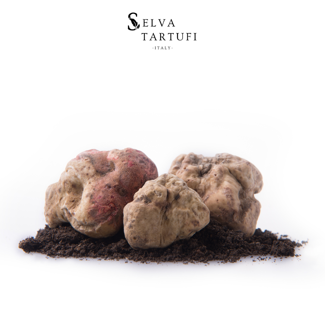 Tartufo Bianco d'Alba (Tuber Magnatum Pico)
