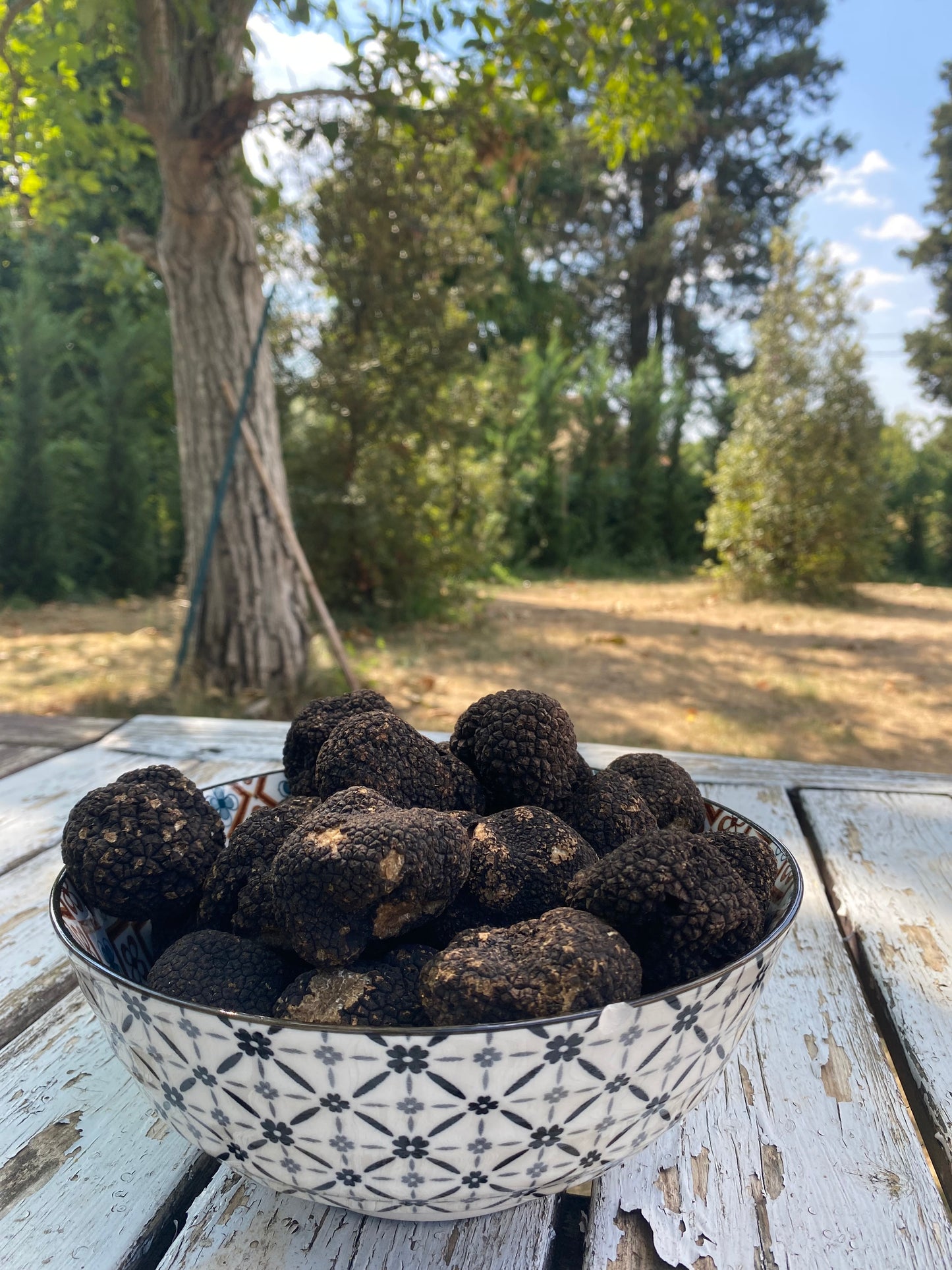 Black Burgundy Truffle (Tuber Uncinatum Chatin)