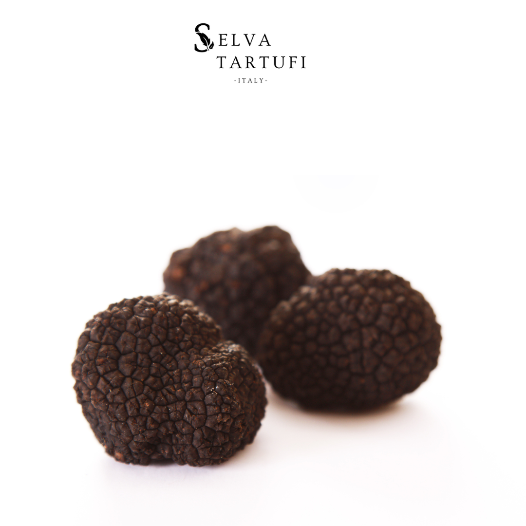 Black Burgundy Truffle (Tuber Uncinatum Chatin)