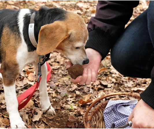 The Evolution of Truffle Hunting: From Truffle Pigs to the Modern Truffle Dog