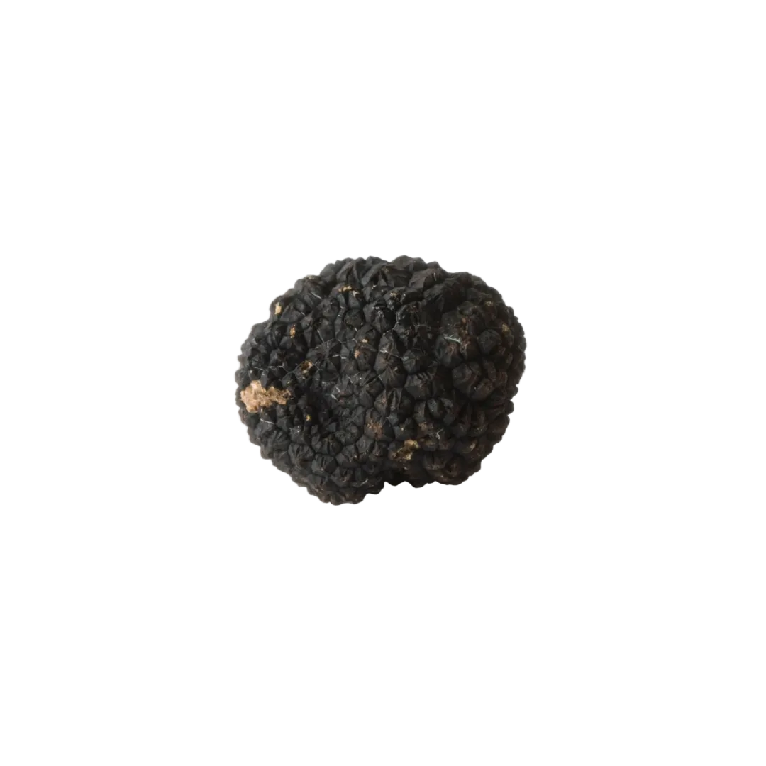 Tartufo Nero Estivo (Tuber Aestivum Vitt) 