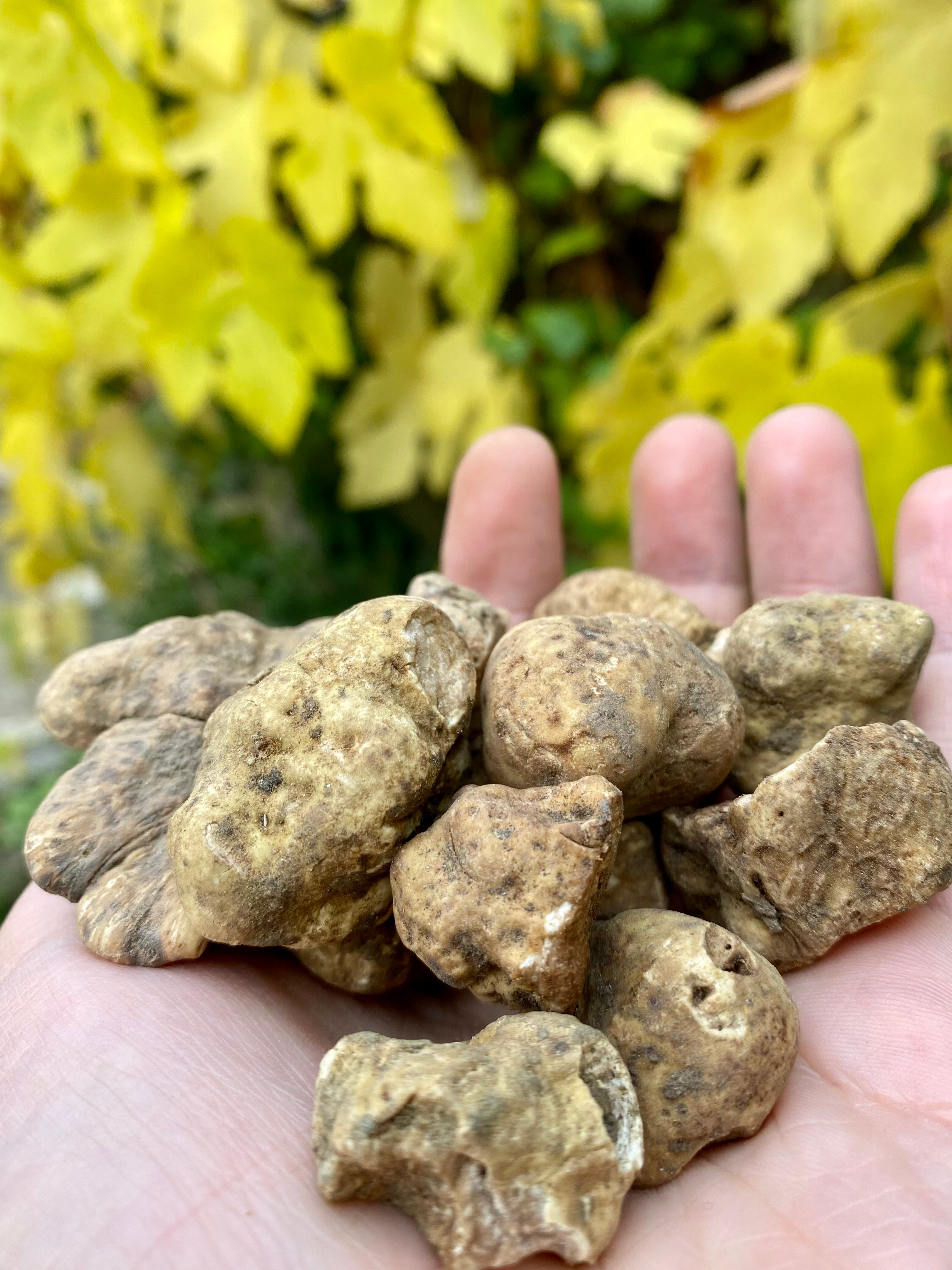 White Alba Truffle (Tuber Magnatum Pico) - Selva Tartufi