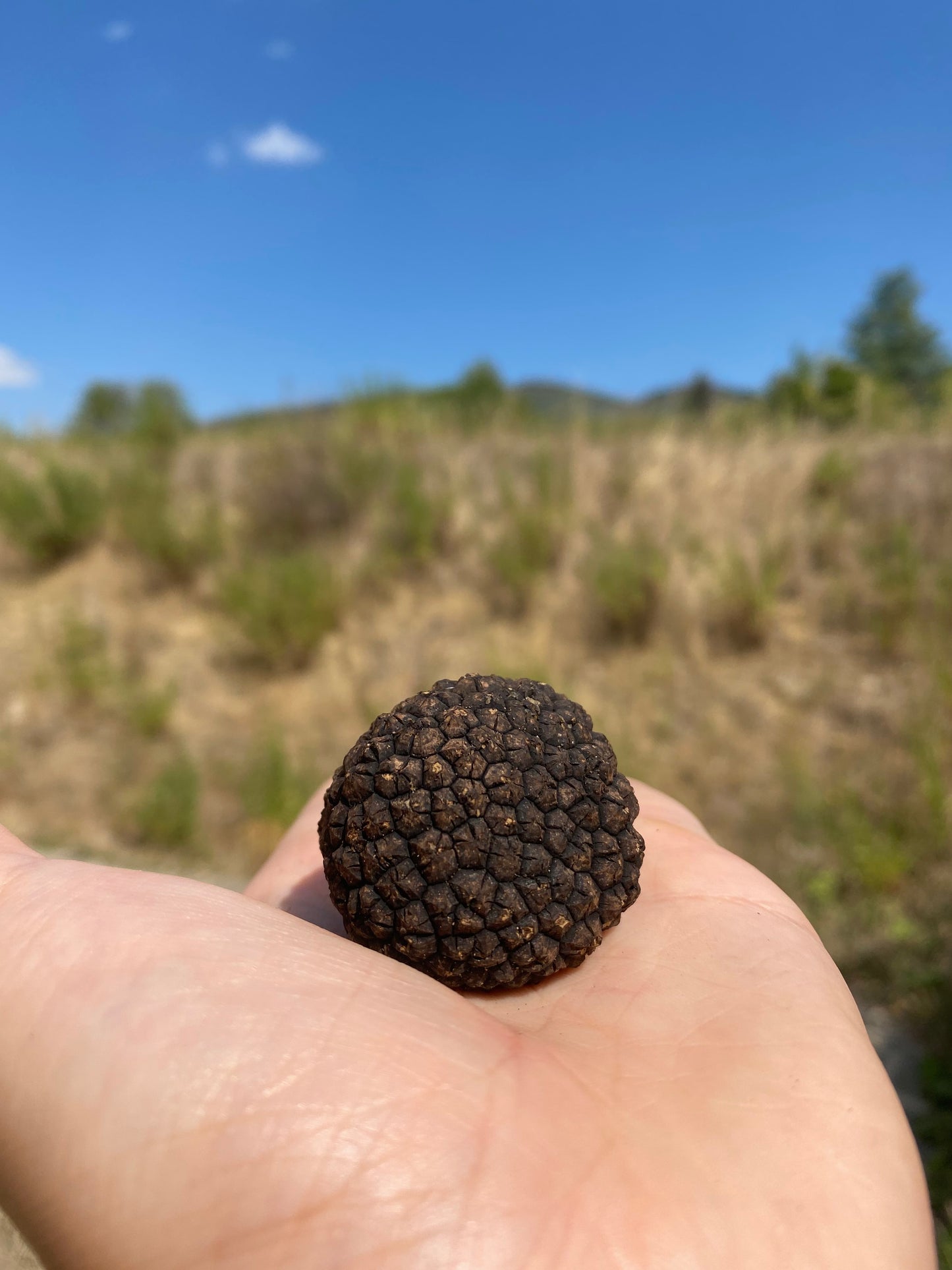 Tartufo Nero Estivo (Tuber Aestivum Vitt) 